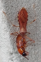 Rocconota annulicornis