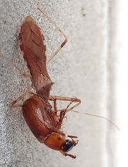 Rocconota annulicornis