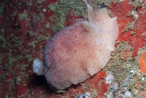 Pleurobranchus nigropunctatus