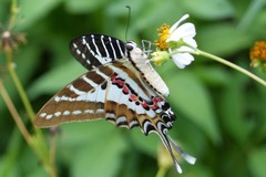 Graphium aristeus