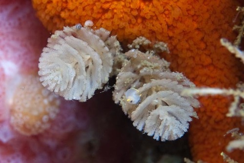 Menipea triseriata