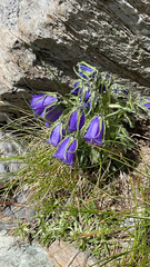Campanula alpina