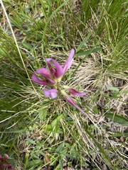 Astragalus monspessulanus