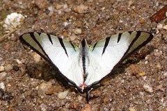 Graphium agetes