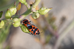 Eurydema spectabilis