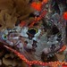 Speckled Klipfish - Photo (c) Georgina Jones, some rights reserved (CC BY-SA), uploaded by Georgina Jones
