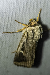 Proteuxoa chrysospila