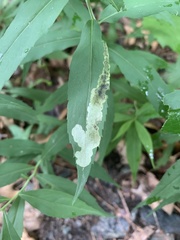 Nemorimyza posticata