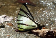 Graphium agetes