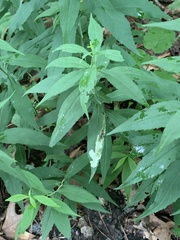 Nemorimyza posticata