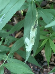 Nemorimyza posticata