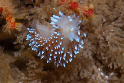 Antiopella longidentata