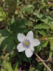 Eriocapitella rivularis