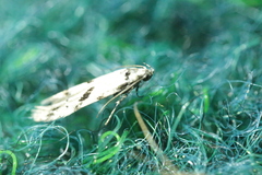 Scythris limbella