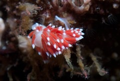 Paraflabellina funeka