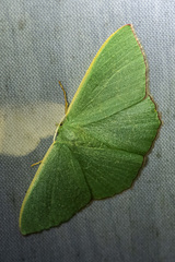 Prasinocyma semicrocea