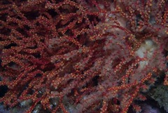 Image of Melithaea rubra