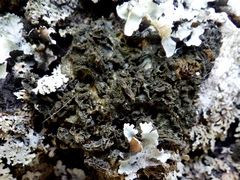 Leptogium brebissonii