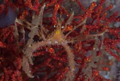 Macropodia falcifera