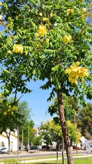 Koelreuteria paniculata