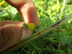 Grangea maderaspatana