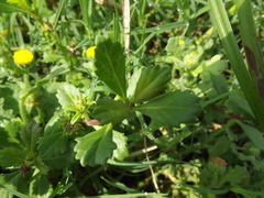 Grangea maderaspatana