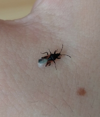 Oxycarenus lavaterae