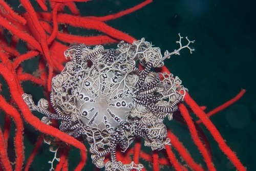 Astrocladus euryale