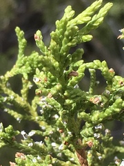 Juniperus arizonica