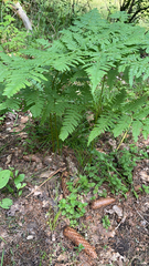 Pteridium pinetorum