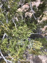 Juniperus arizonica
