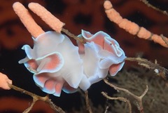 Leminda millecra