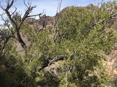Juniperus arizonica