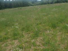 Bromus arvensis