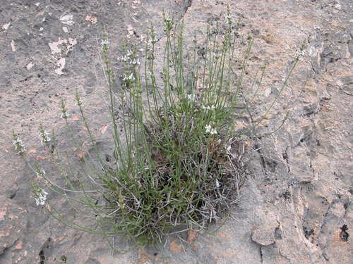 Sideritis glauca