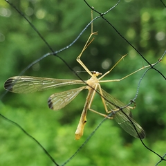 Hylobittacus apicalis