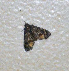 Chlumetia