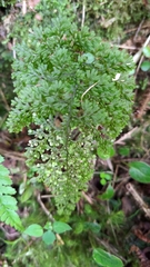 Hymenophyllum punctisorum
