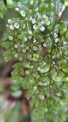 Hymenophyllum punctisorum