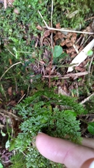 Hymenophyllum punctisorum