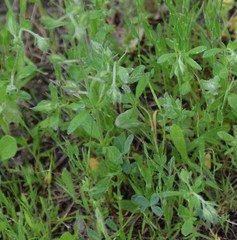 Helianthemum ledifolium