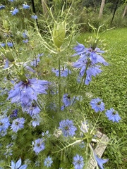 Nigella sativa