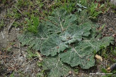 Salvia aethiopis