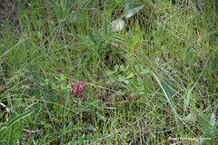 Astragalus incanus