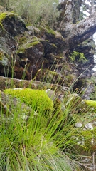 Trichophorum subcapitatum