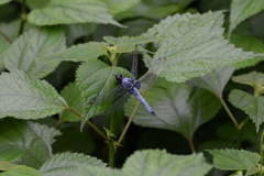 Orthetrum melania