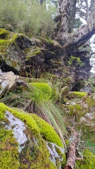 Trichophorum subcapitatum