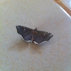 Gracilodes nysa