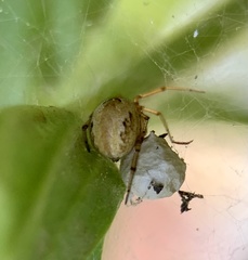 Theridiidae