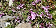 Thymus alpestris